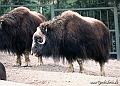 Zoo KBH 1998 0034